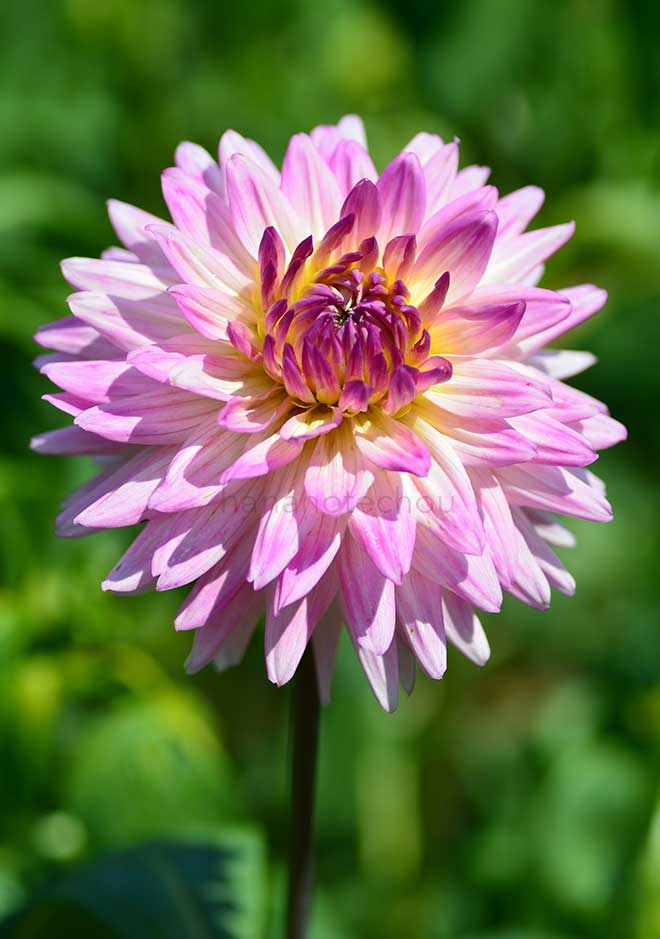 ダリア エイミー K｜花の手帖のダリア図鑑