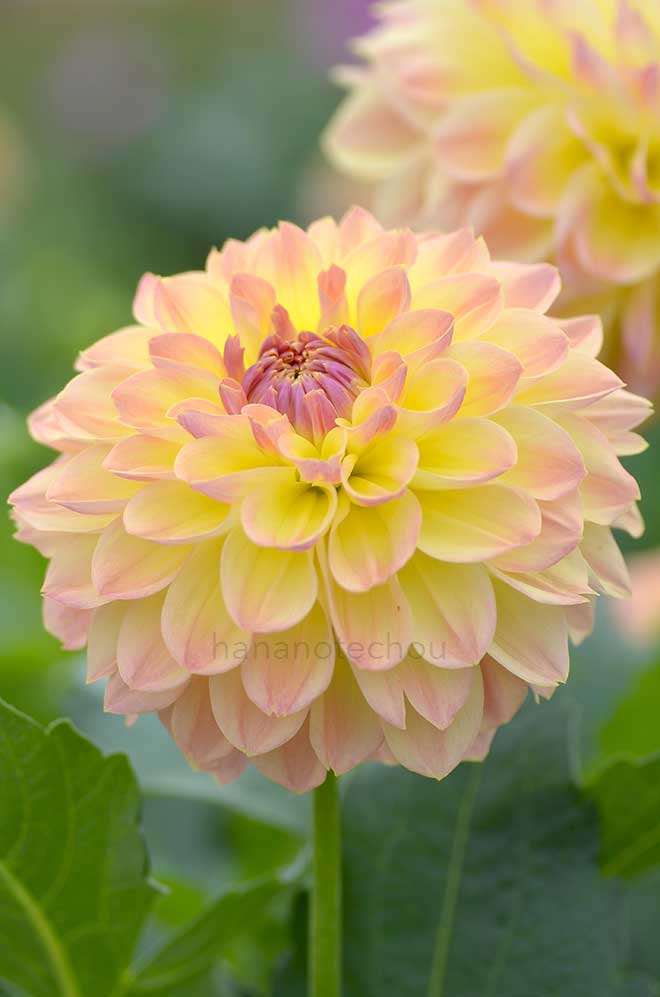 ダリア エンジェルヒップ｜花の手帖のダリア図鑑