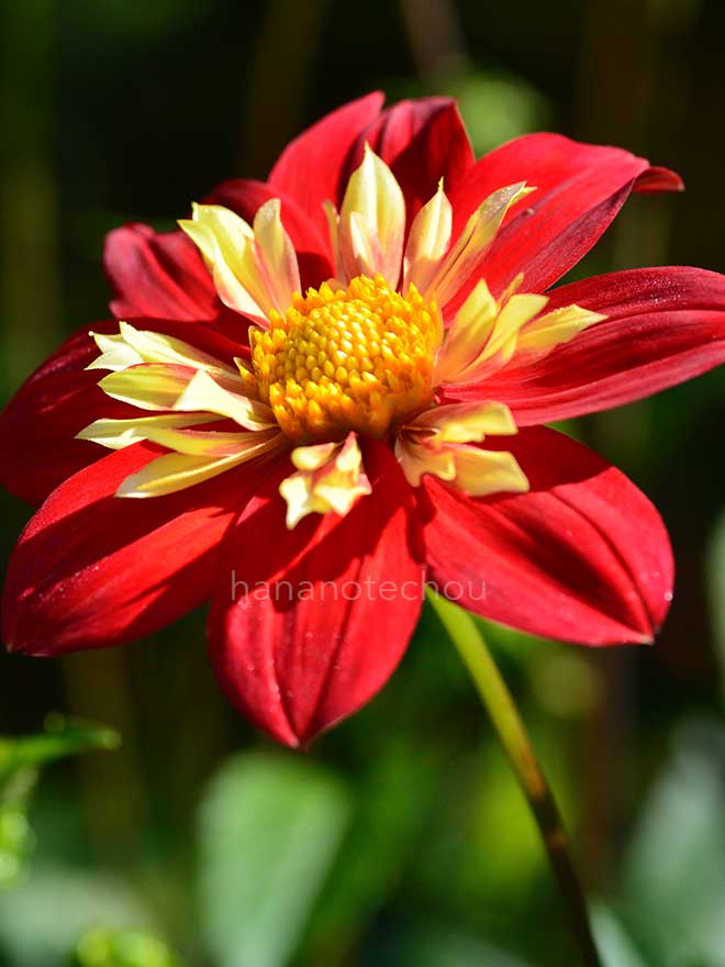 ダリア アン ブリッケンフェルダー｜花の手帖のダリア図鑑