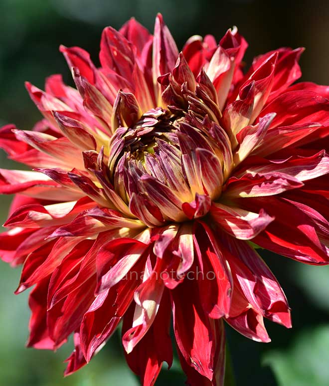 ダリア 安産｜花の手帖のダリア図鑑