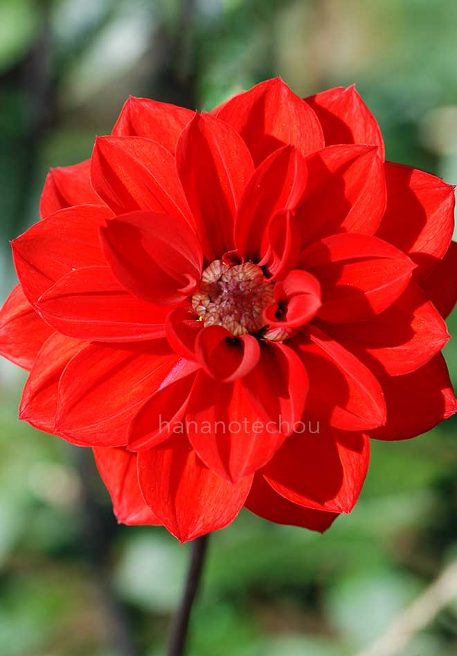 ダリア 朝光｜花の手帖のダリア図鑑