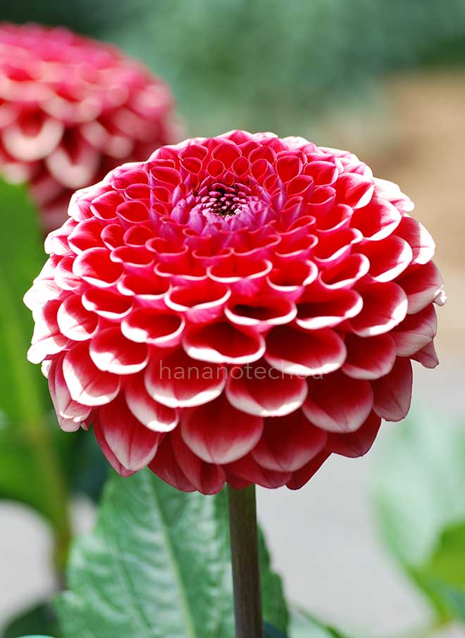 ダリア 朝日手まり｜花の手帖のダリア図鑑