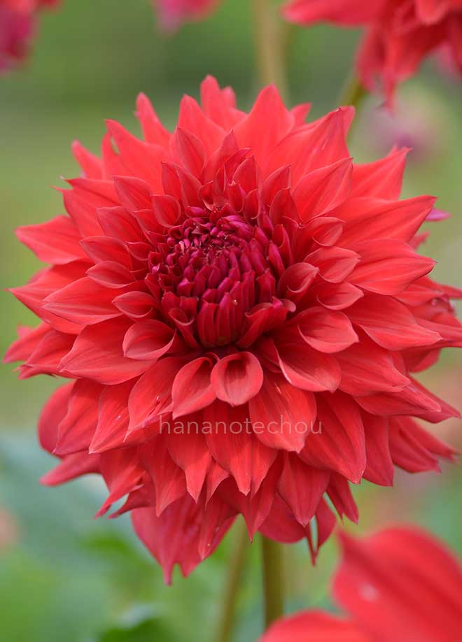 ダリア 飛鳥｜花の手帖のダリア図鑑