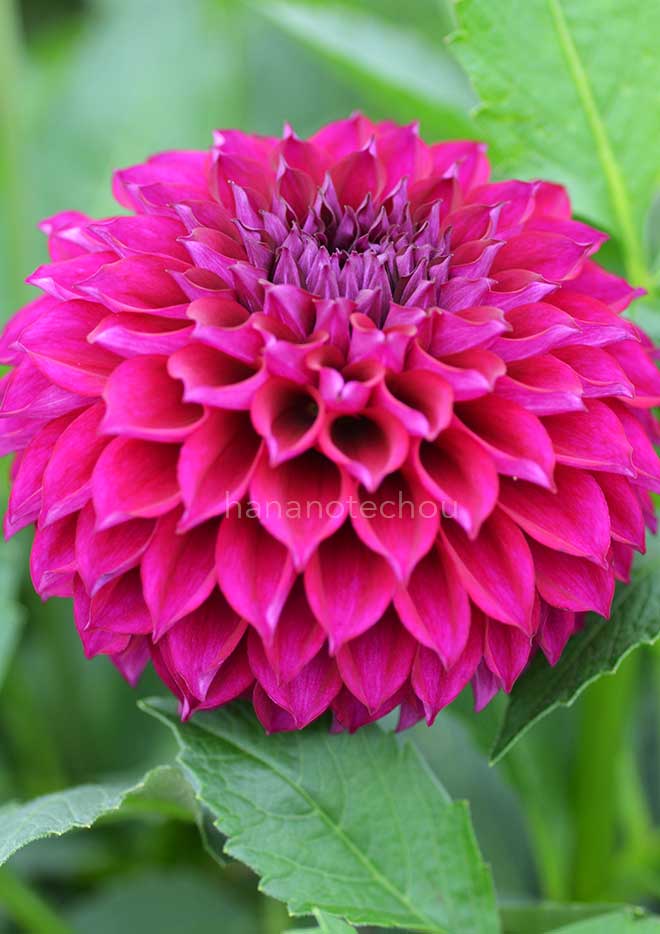 ダリア アトム｜花の手帖のダリア図鑑