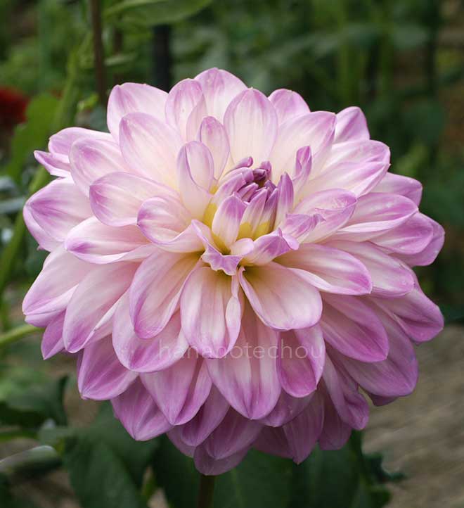 ダリア 淡い夢｜花の手帖のダリア図鑑