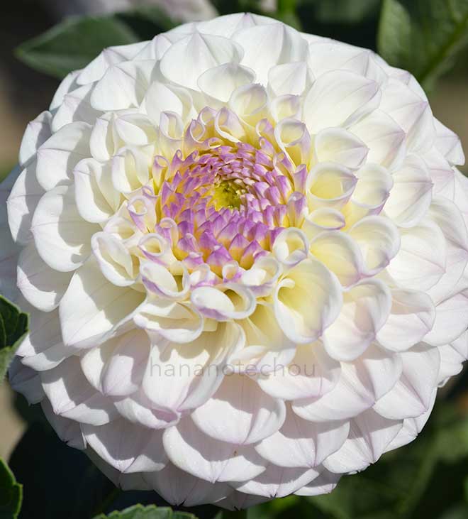 ダリア 淡雪手毬｜花の手帖のダリア図鑑