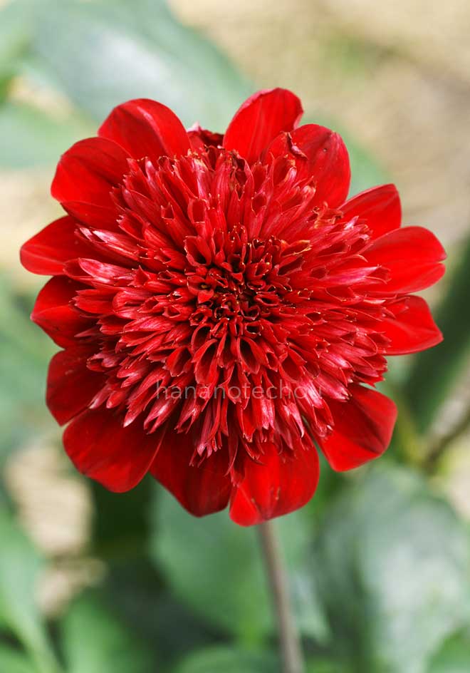 ダリア 東鏡｜花の手帖のダリア図鑑