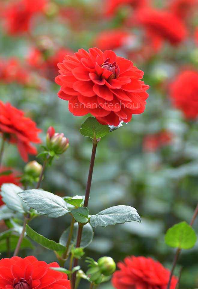 ダリア あずま紅｜花の手帖のダリア図鑑