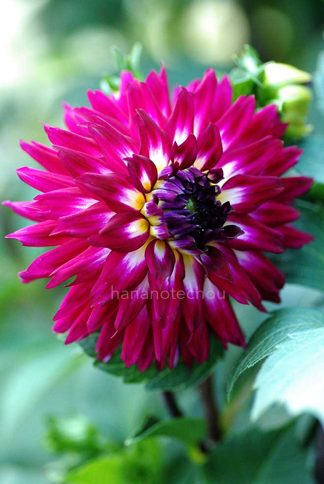 ダリア バードジャートゥインクル｜花の手帖のダリア図鑑