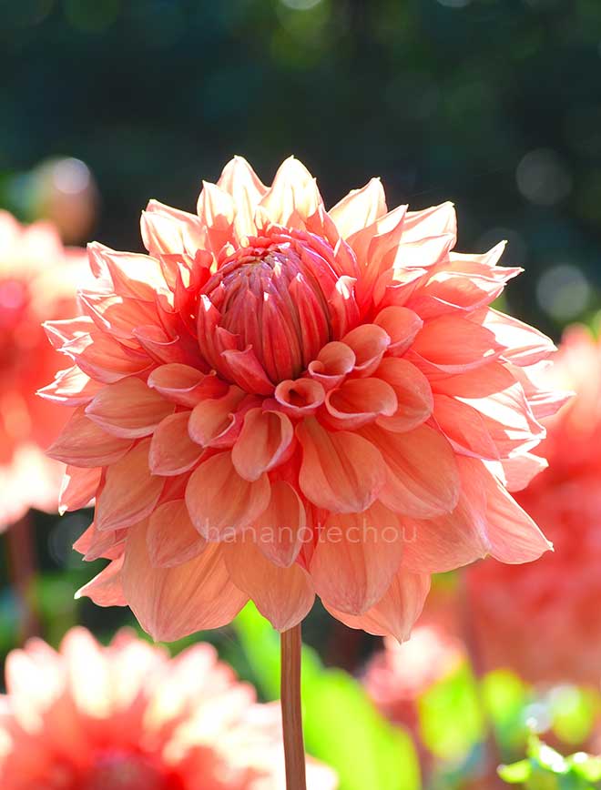 ダリア ベン ヒューストン｜花の手帖のダリア図鑑