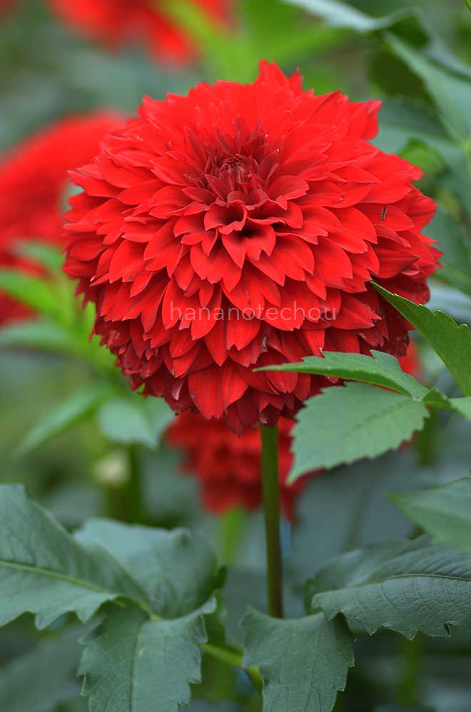 ダリア 紅吹雪｜花の手帖のダリア図鑑