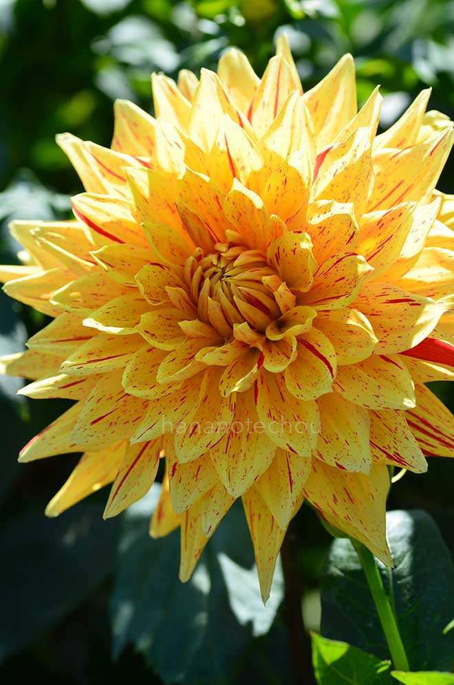 ダリア ビーデルマンズドルフ｜花の手帖のダリア図鑑