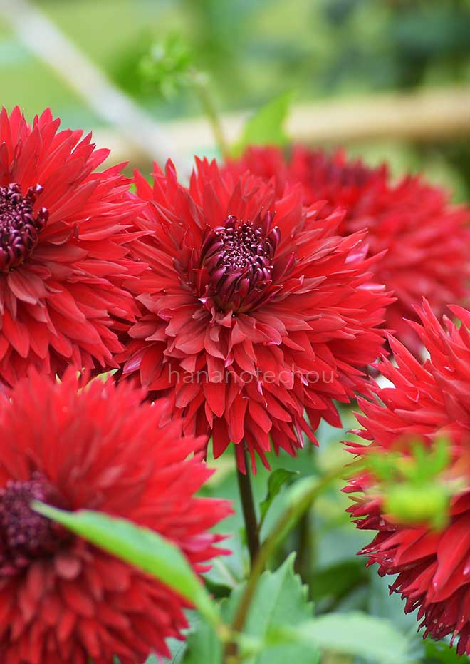 ダリア 美女の松｜花の手帖のダリア図鑑