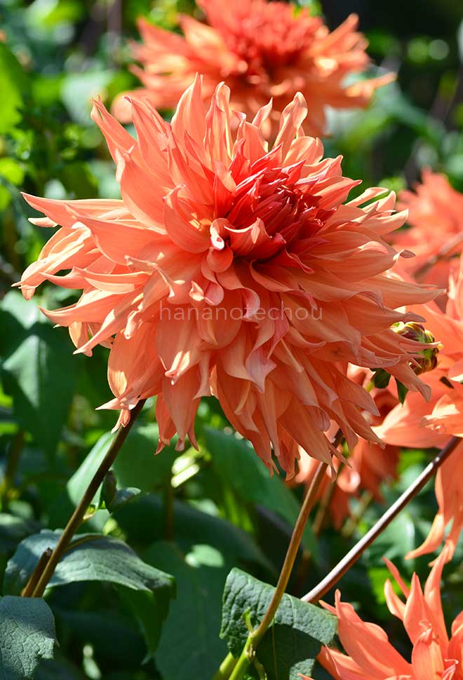 ダリア ビル ホンバーグ｜花の手帖のダリア図鑑