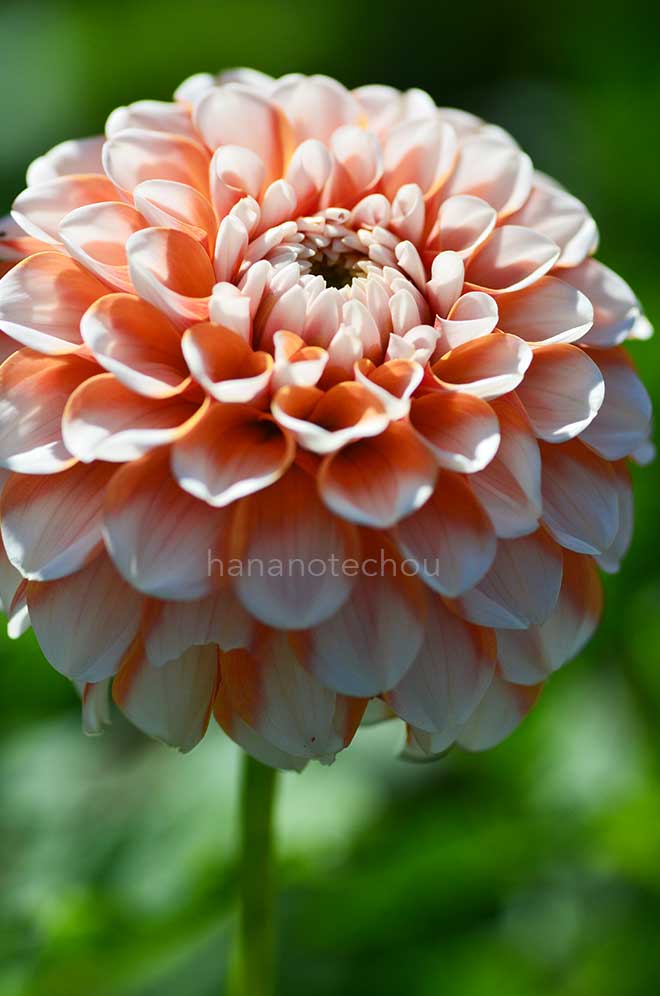 ダリア ブランドン ジェームス｜花の手帖のダリア図鑑