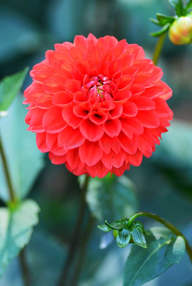 ダリア ブリストル タンジェリン｜花の手帖のダリア図鑑