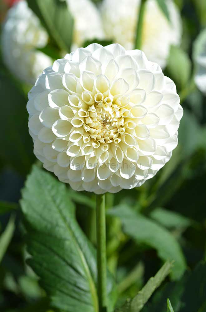 ダリア ブルックサイド スノーボール｜花の手帖のダリア図鑑