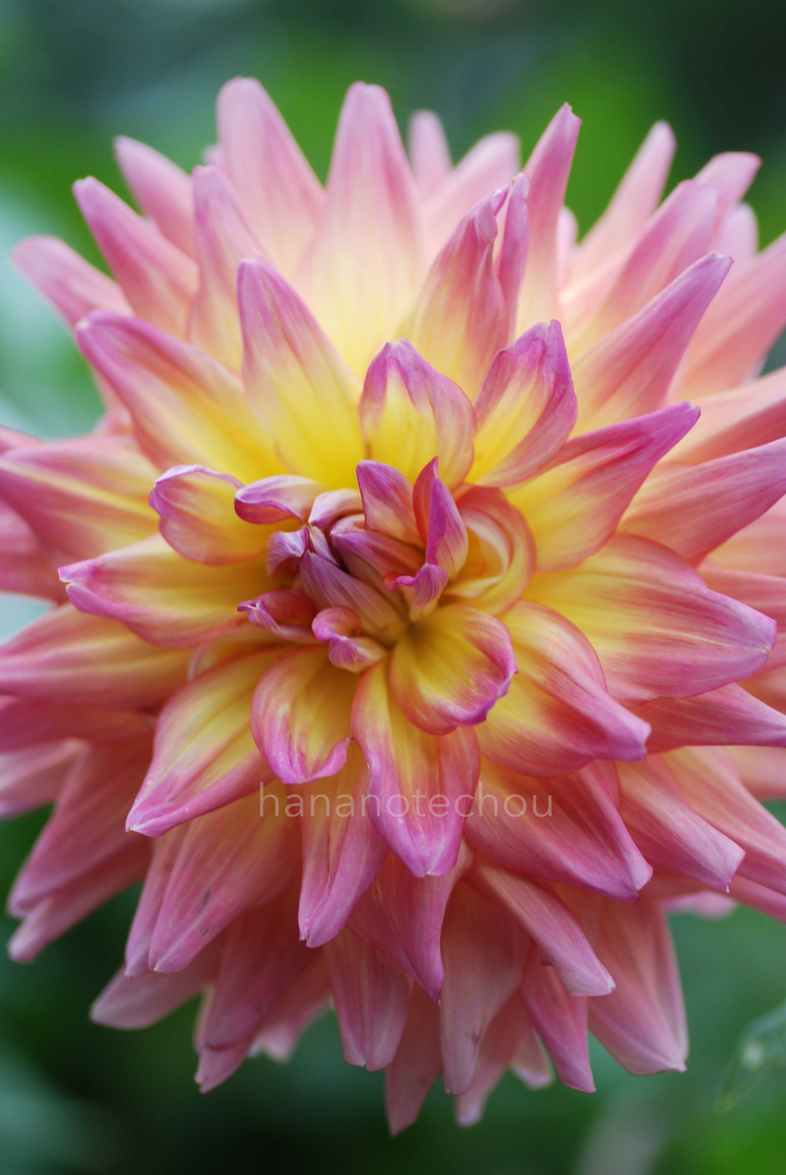 ダリア  	

ブガブカ｜花の手帖のダリア図鑑