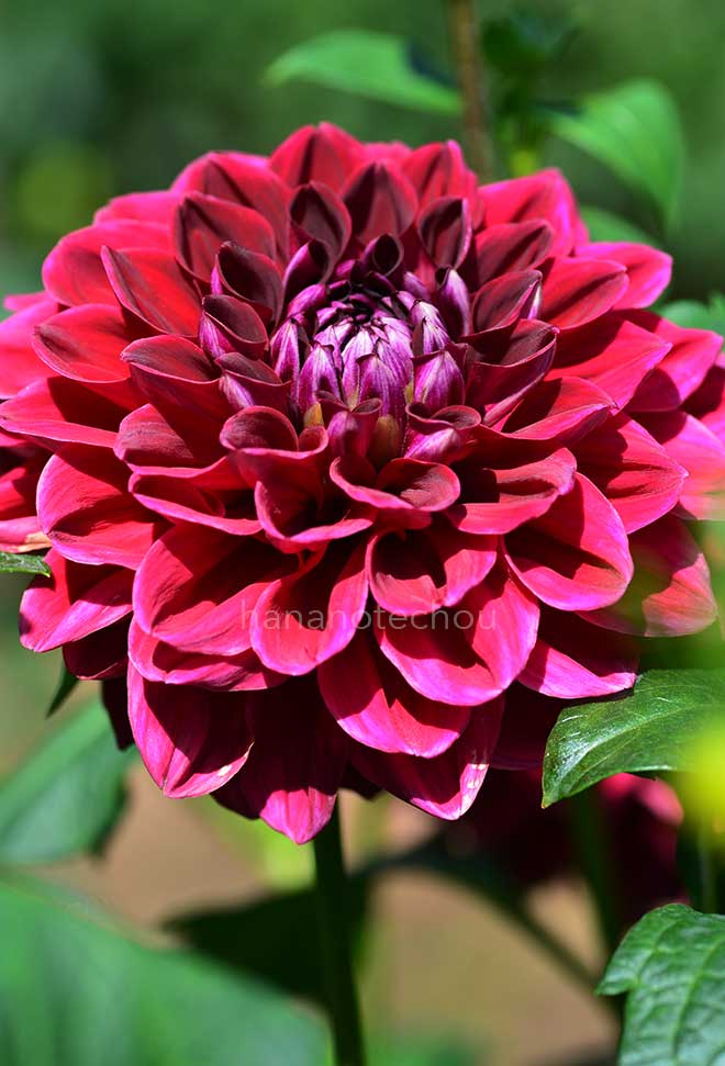 ダリア キャプロッツ ジェリー ガルシア｜花の手帖のダリア図鑑