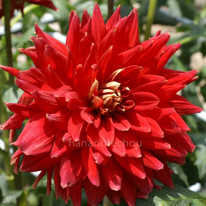 ダリア カリビアン｜花の手帖のダリア図鑑