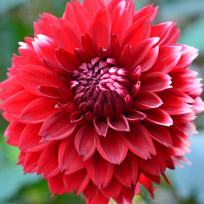 ダリア カーニバル ダクス｜花の手帖のダリア図鑑