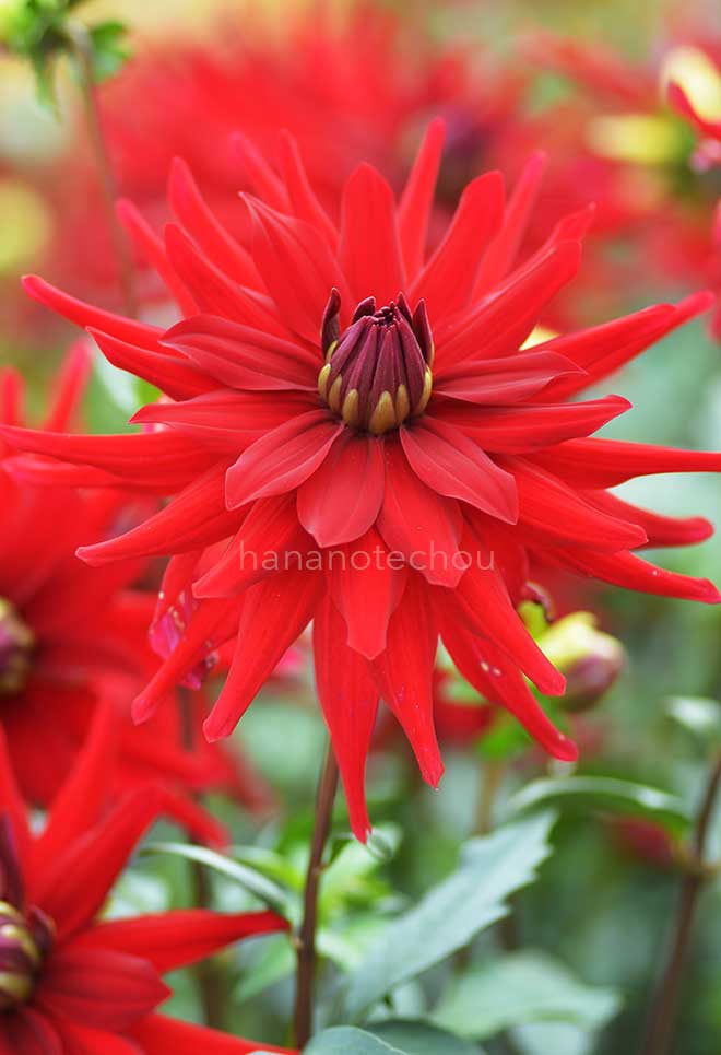 ダリア サーカス｜花の手帖のダリア図鑑