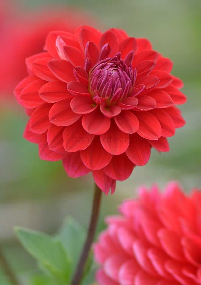 ダリア コリン｜花の手帖のダリア図鑑