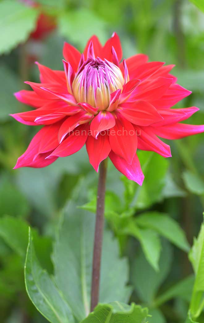 ダリア クリーミーキッス｜花の手帖のダリア図鑑