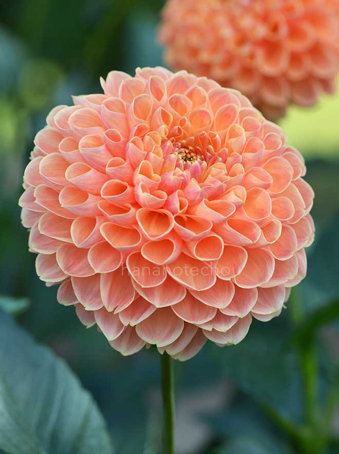 ダリア クライトン ハニー｜花の手帖のダリア図鑑