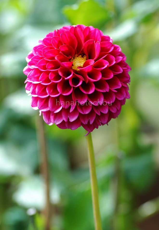 ダリア キューティ｜花の手帖のダリア図鑑