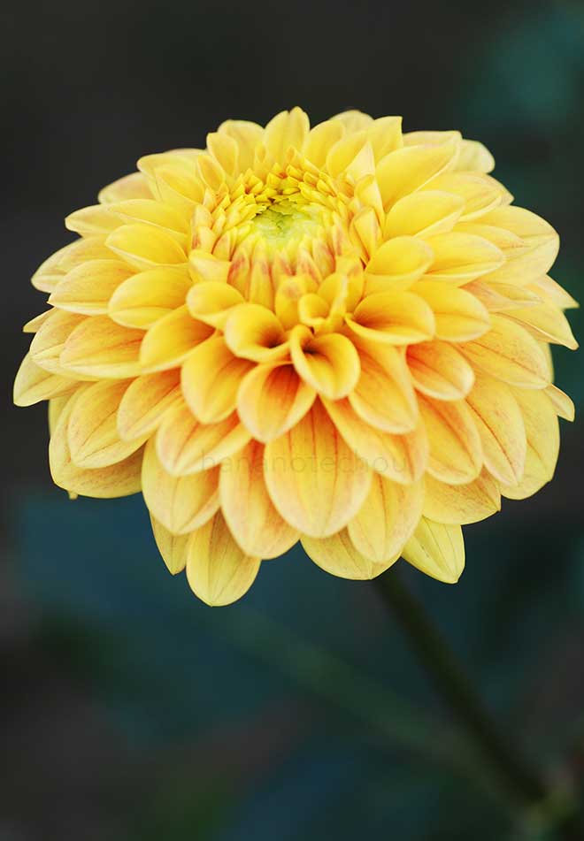 ダリア ダンデライオン｜花の手帖のダリア図鑑