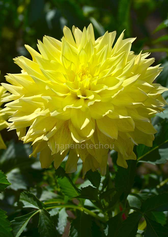 ダリア 英気｜花の手帖のダリア図鑑