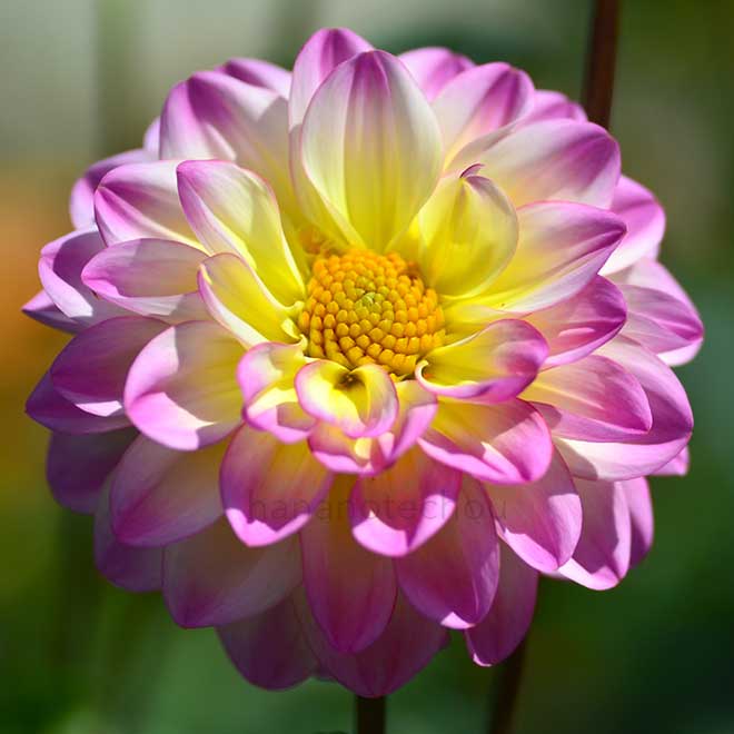 ダリア エル パソ｜花の手帖のダリア図鑑