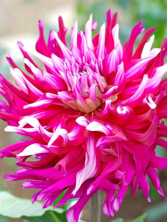 ダリア 艶舞｜花の手帖のダリア図鑑