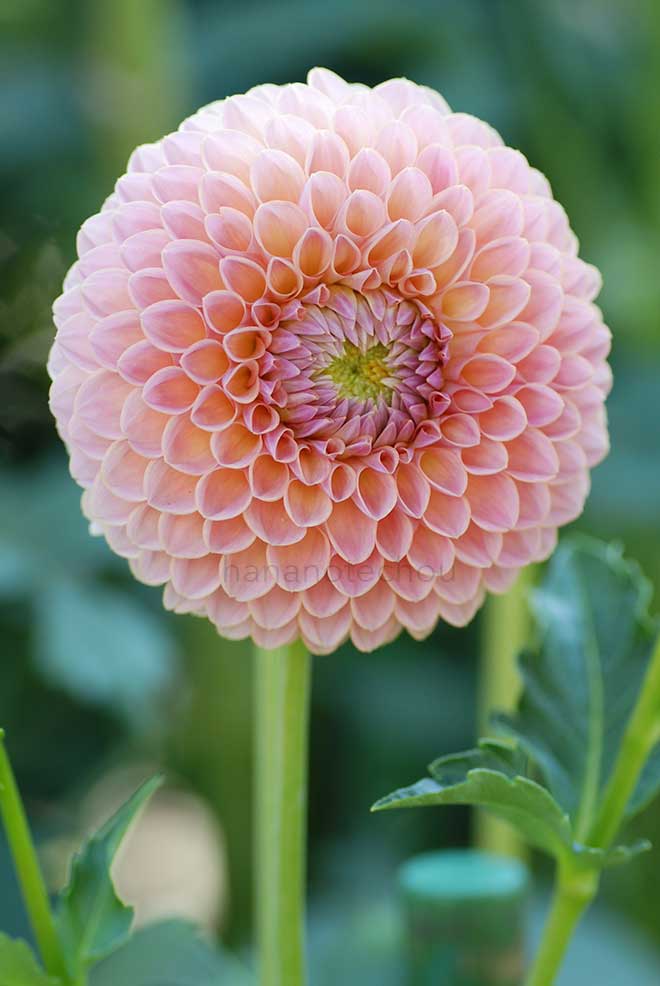 ダリア 円満｜花の手帖のダリア図鑑