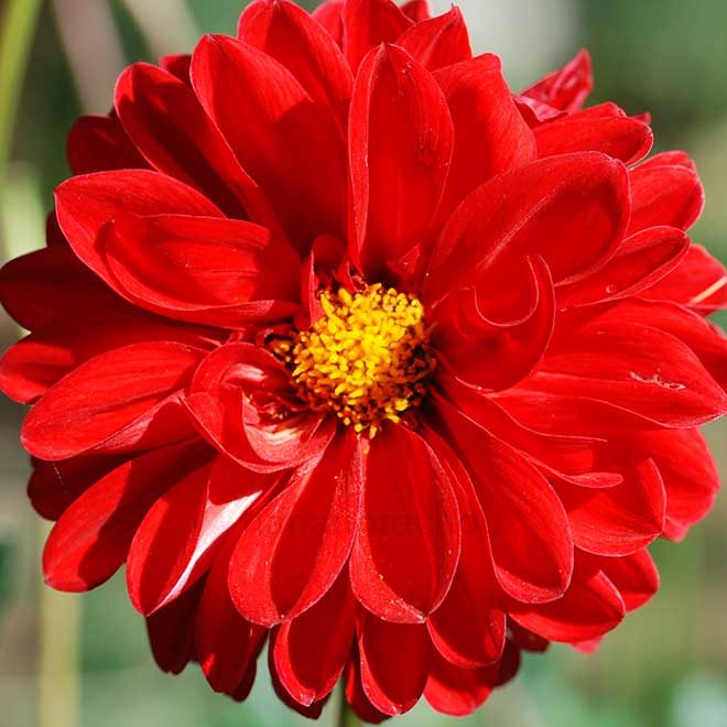 ダリア 炎宝｜花の手帖のダリア図鑑