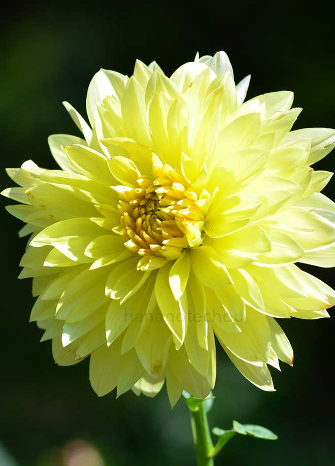 ダリア 遠雷｜花の手帖のダリア図鑑