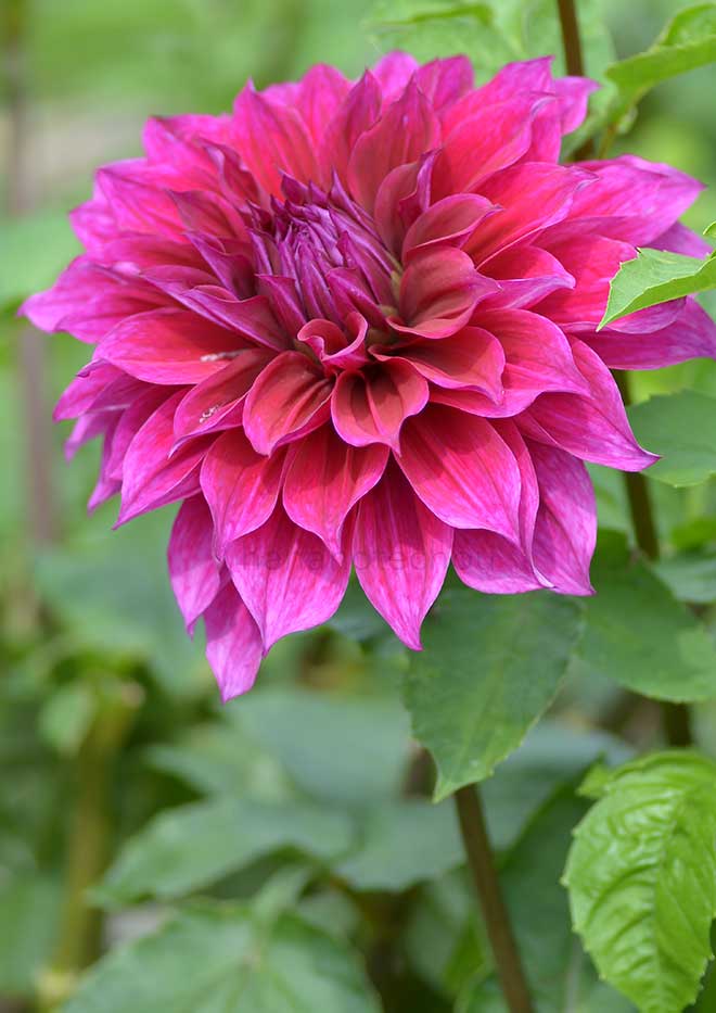 ダリア エベリン ランボルト｜花の手帖のダリア図鑑