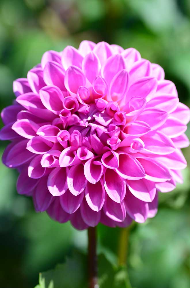 ダリア ガラパレード｜花の手帖のダリア図鑑