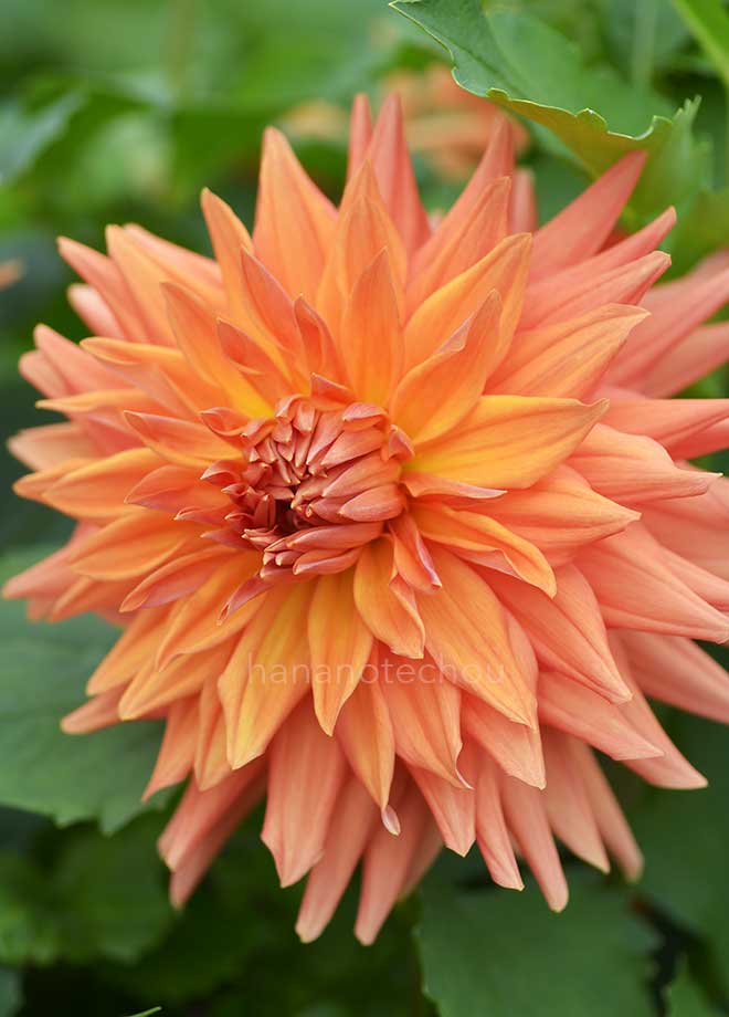 ダリア ｜花の手帖のダリア図鑑