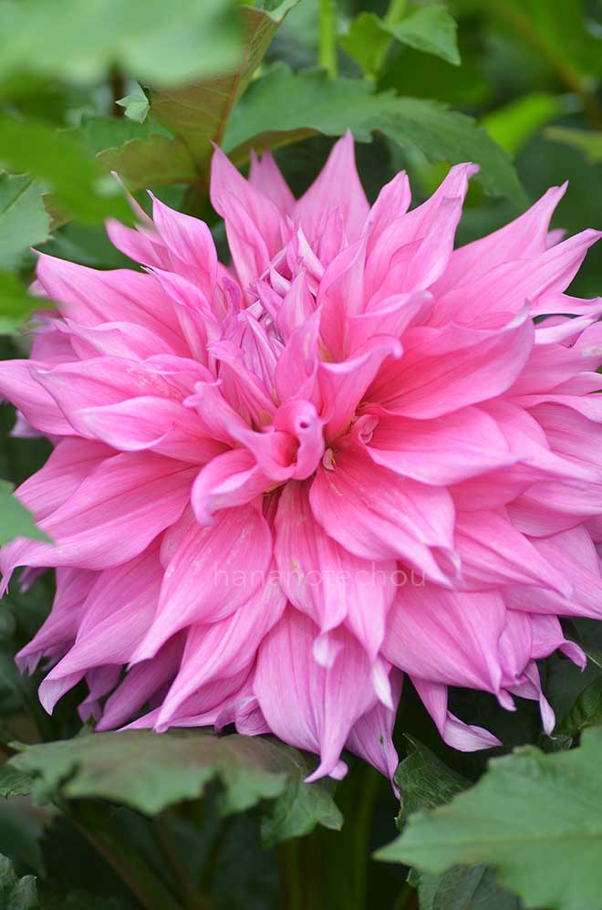 ダリア 迎春｜花の手帖のダリア図鑑