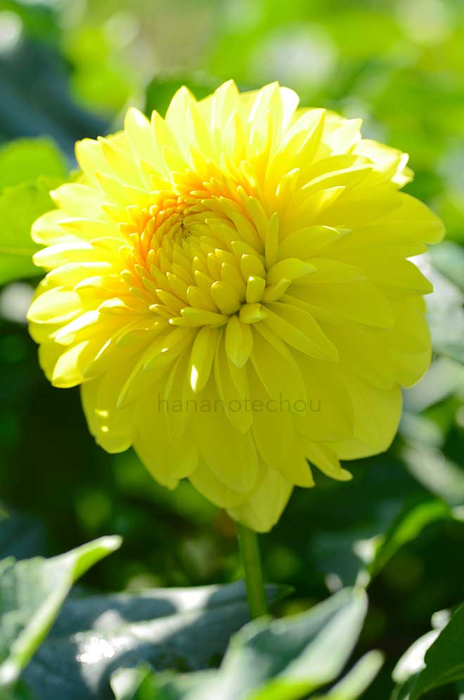 ダリア 月光美｜花の手帖のダリア図鑑