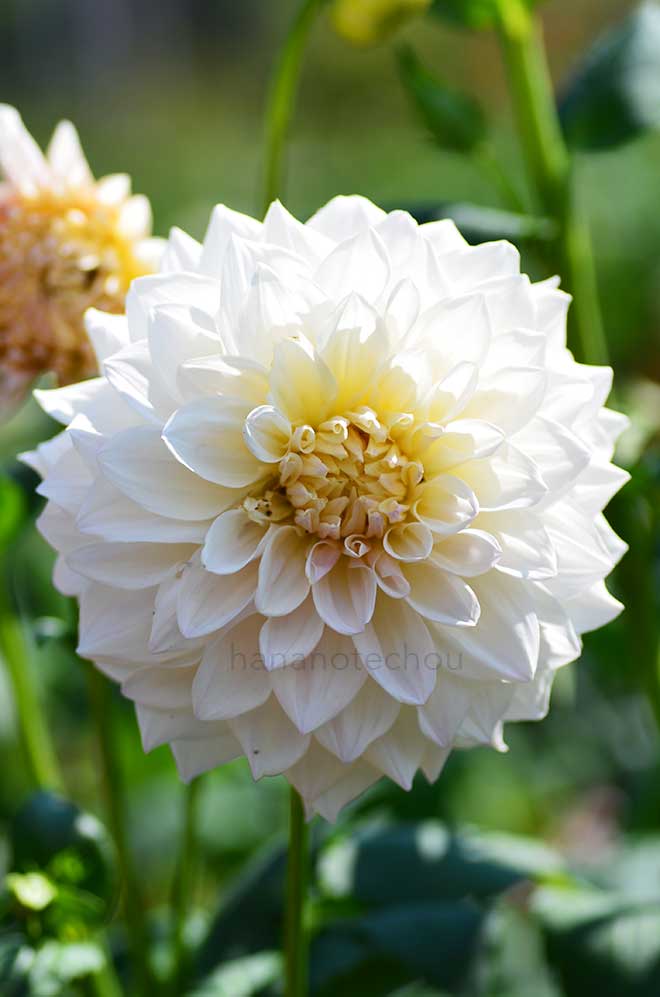 ダリア ジェマ ダーリング｜花の手帖のダリア図鑑