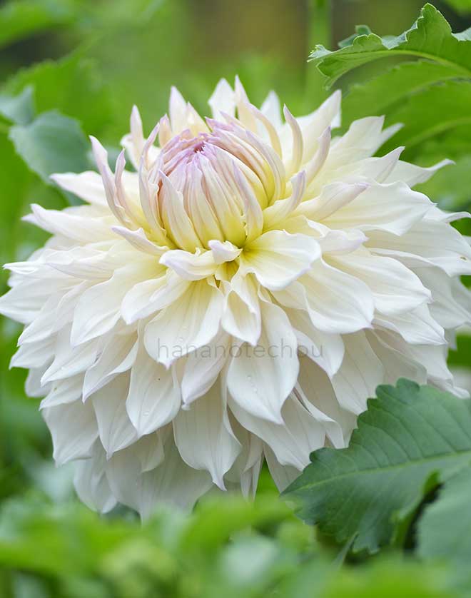 ダリア 銀婚式｜花の手帖のダリア図鑑