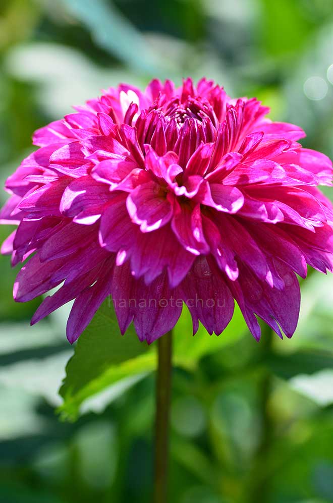 ダリア ガールズ トーク｜花の手帖のダリア図鑑