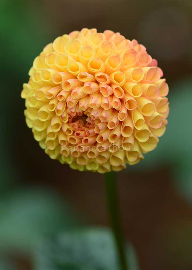 ダリア グレンバンク ハニカム｜花の手帖のダリア図鑑