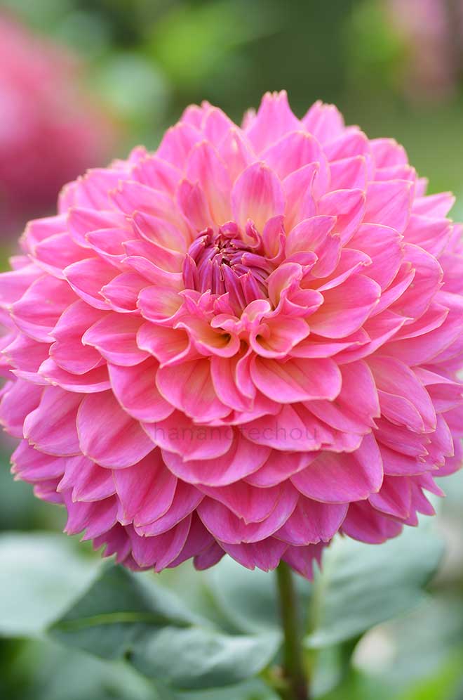 ダリア グランドマザー｜花の手帖のダリア図鑑