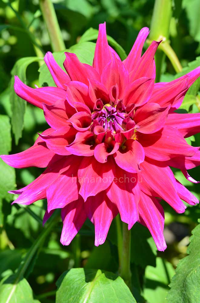 ダリア グレート サスケ｜花の手帖のダリア図鑑