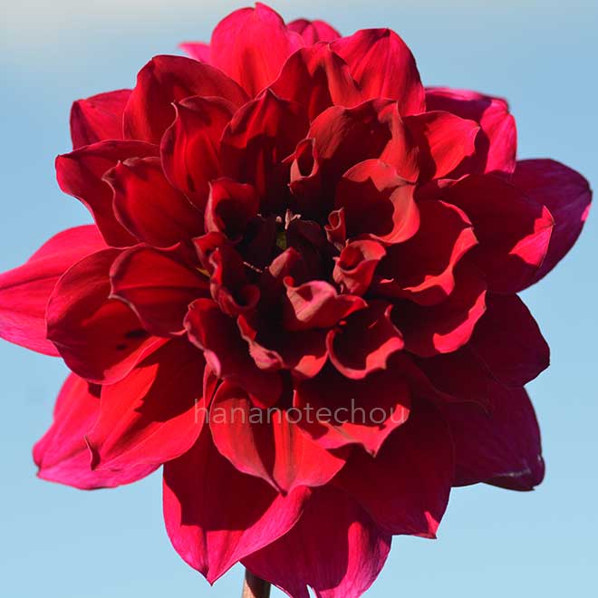 ダリア 夜来香｜花の手帖のダリア図鑑