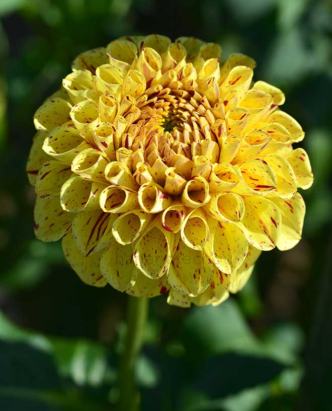 ダリア 異曲｜花の手帖のダリア図鑑